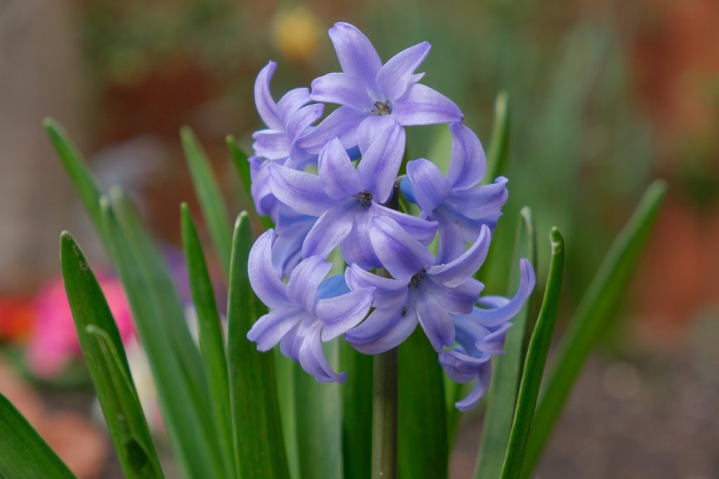 hyacinth, flower, plant